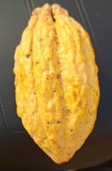 Freshly opened cacao pod revealing beans